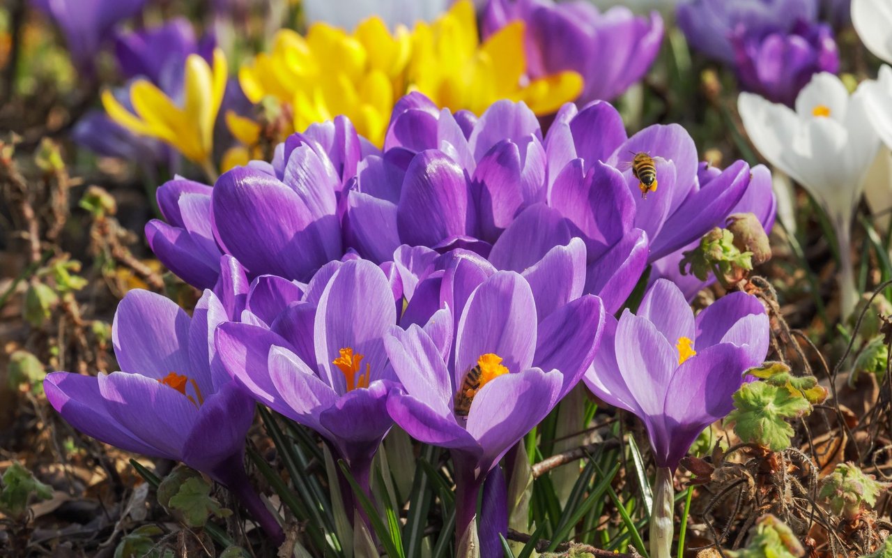 Frühlings-Krokus (Crocus vernus)