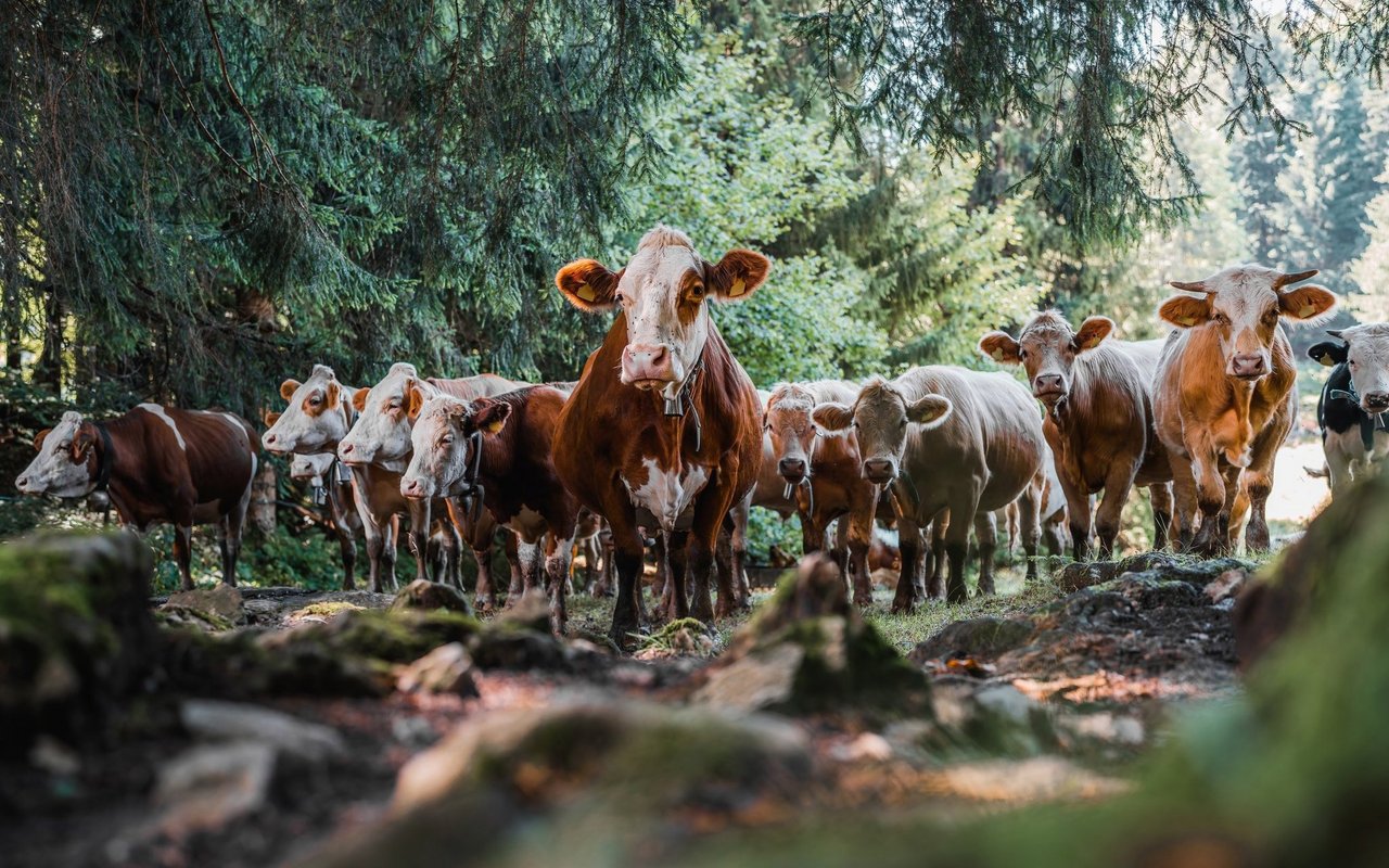 Die Waldweide erlebt eine Renaissance.