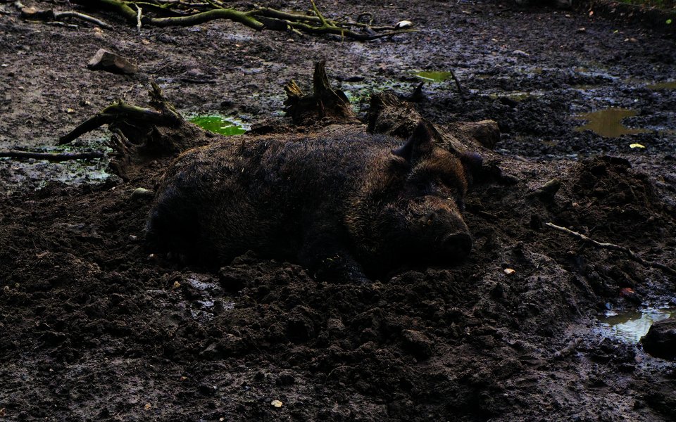 Wildschweine suhlen sich, um Parasiten loszuwerden.