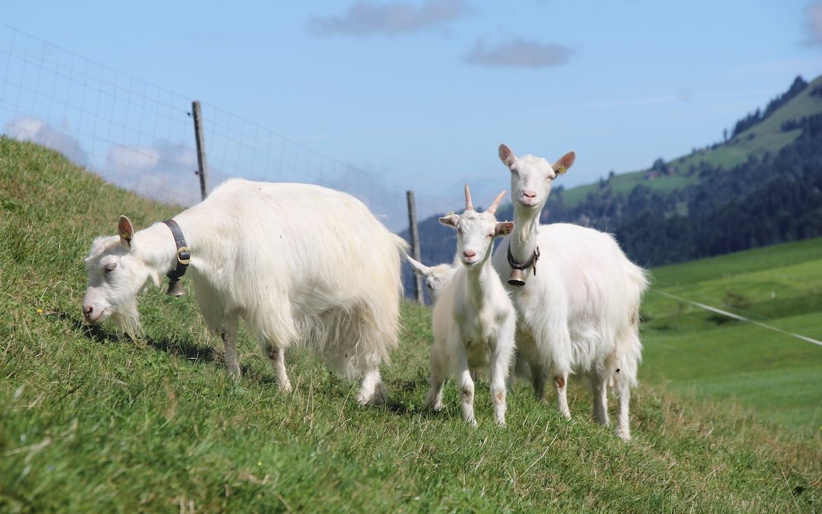 Appenzellerziegen suchen sich besondere Kräuter auf der Weide des Arche-Hofs in Schangnau. 