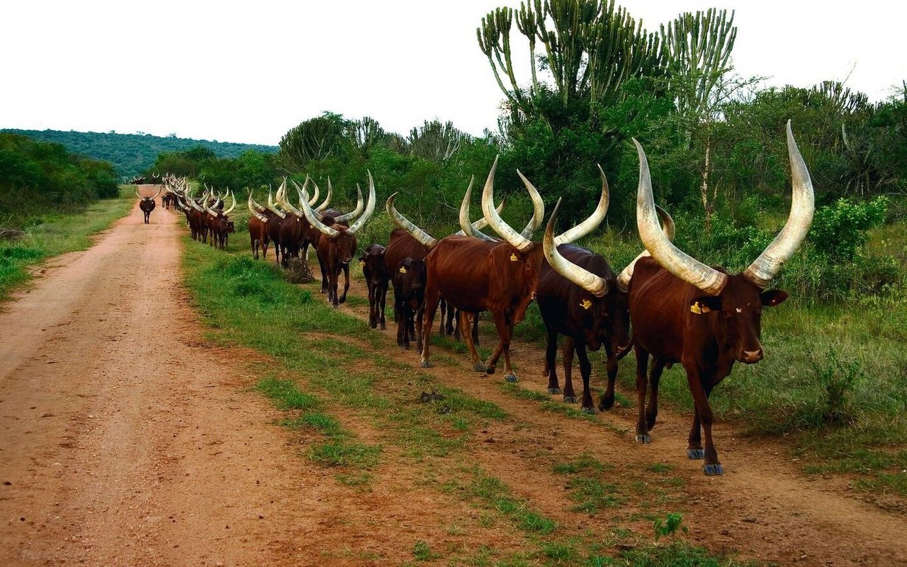 Watussi-Rinder sind in Afrika Statussymbole. Sie gehören zu den afrikanischen Buckelrindern. 