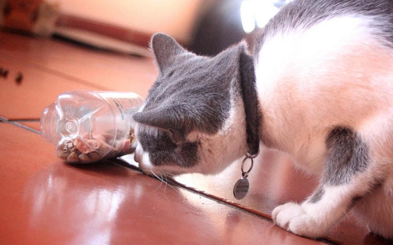 Eine alte Trinkflasche kann ganz leicht zum Futterspender werden.