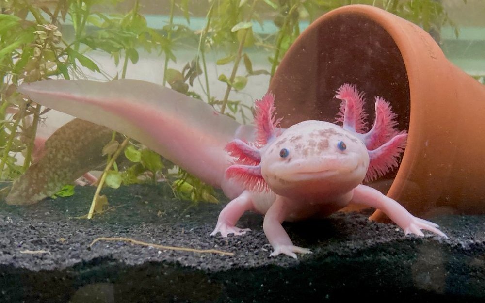 Mittlerweile befinden sich mehr Axolotl in Aquarien als in ihrem natürlichen Lebensraum.