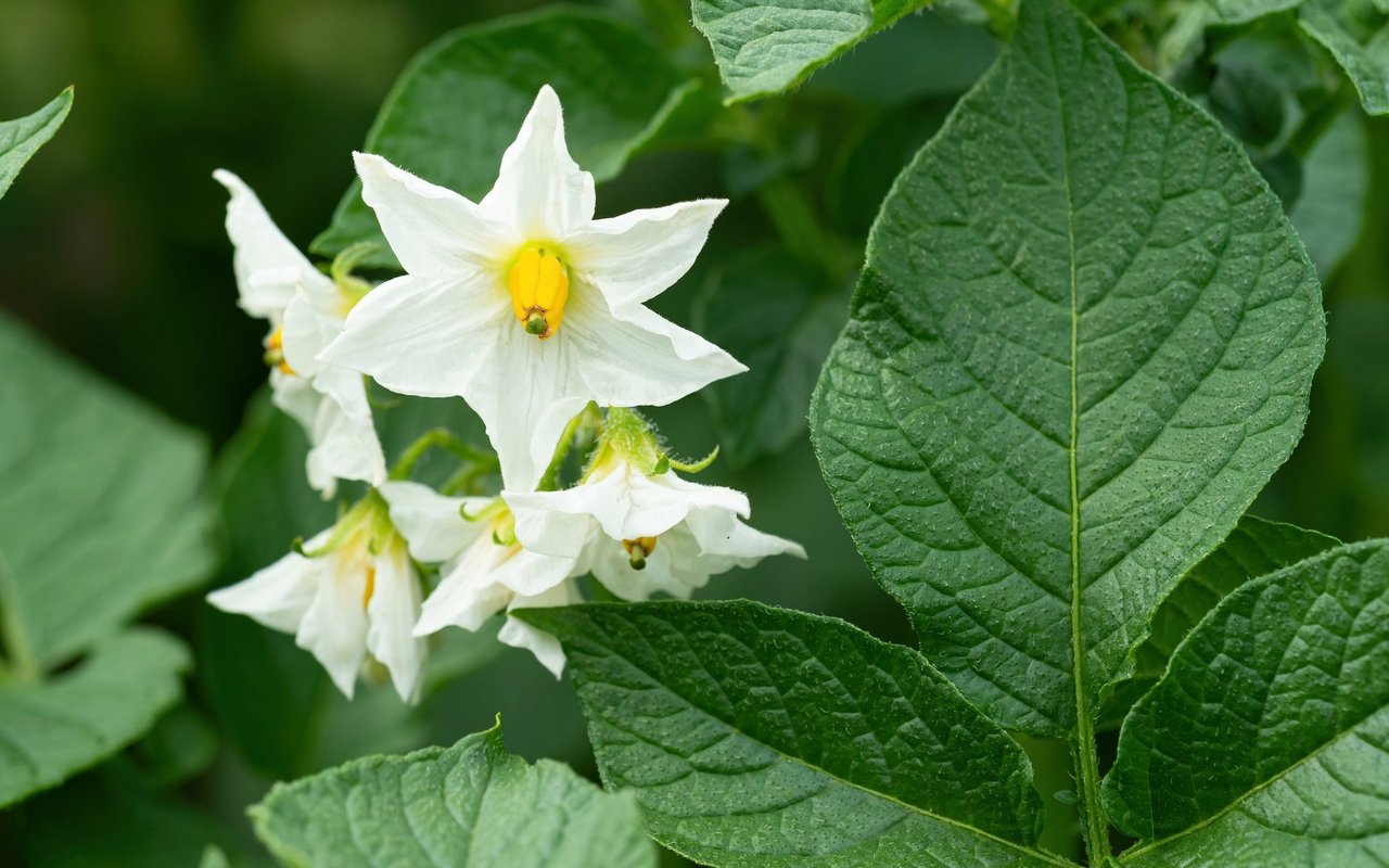 Kartoffelblüte