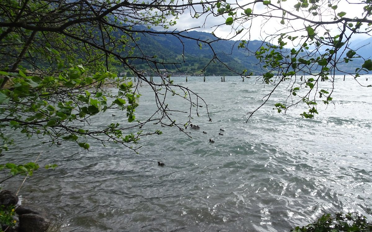 Im Naturschutzgebiet Neuhaus-Weissenau paddelt eine Gänsesägermutter mit ihren Jungen durchs aufgewühlte Wasser. 