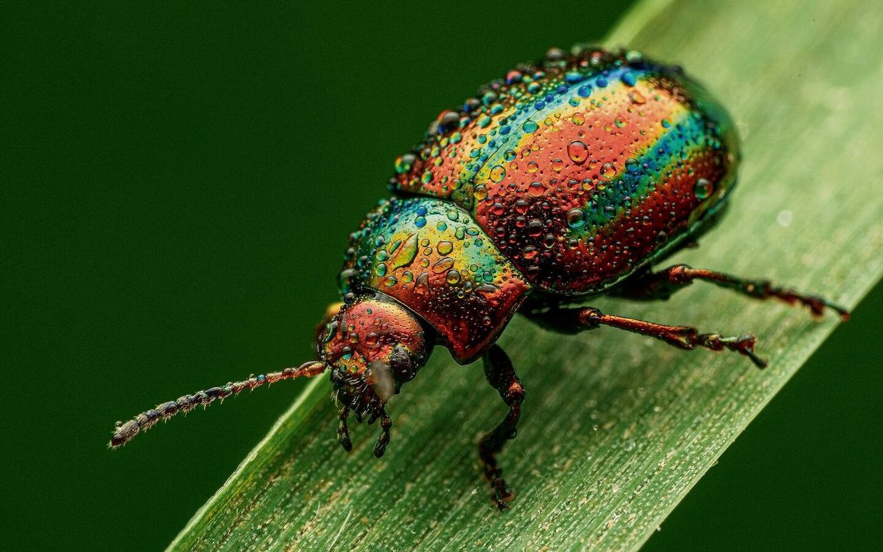 Käfer sind die grösste Ordnung aus der Klasse der Insekten. 