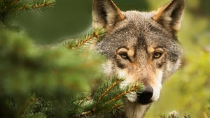 Der Anblick eines Wolfes im Wald kann faszinieren – oder verängstigen.