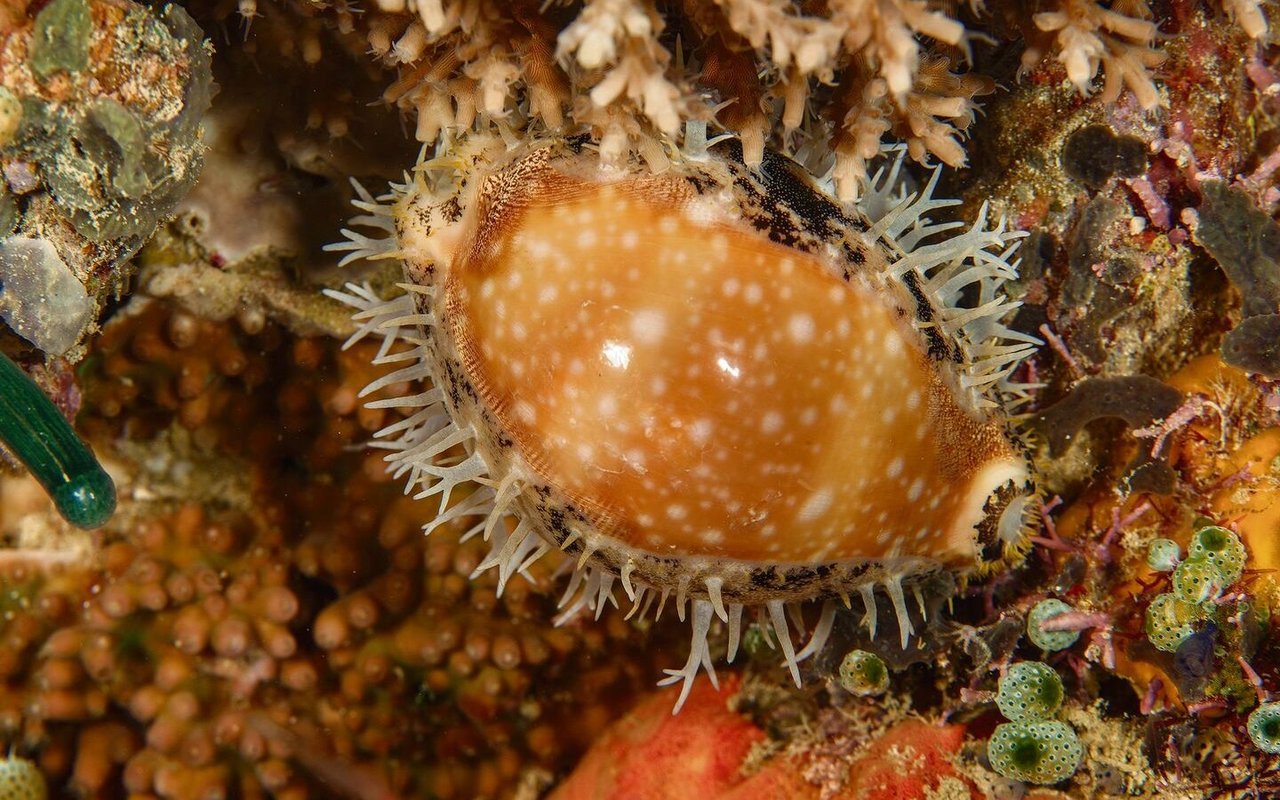 Kaurischnecken sind Meeresschnecken und werden umgangssprachlich auch als Porzellanschnecken bezeichnet.