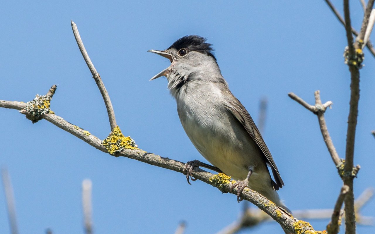 Die Mönchsgrasmücke (Sylvia atricapilla)