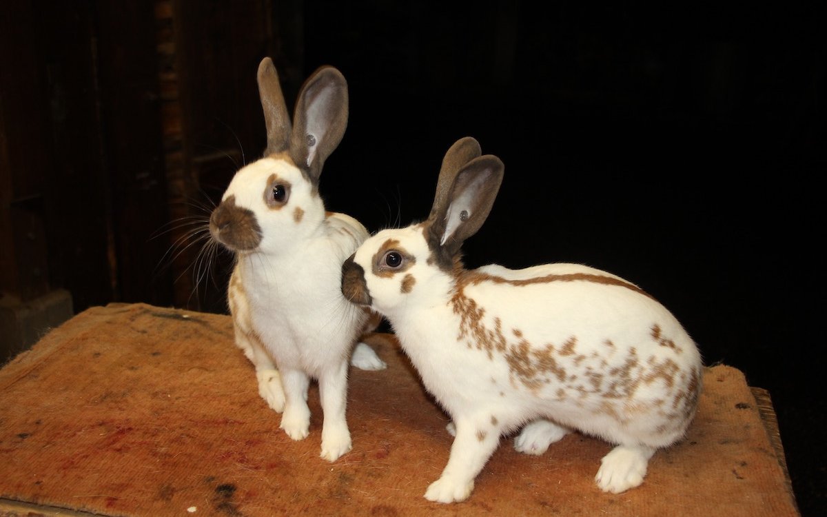 Englischschecken-Kaninchen gehören zu den zahlreichen Rassen, die aus dem Wildkaninchen herausgezüchtet wurden. 