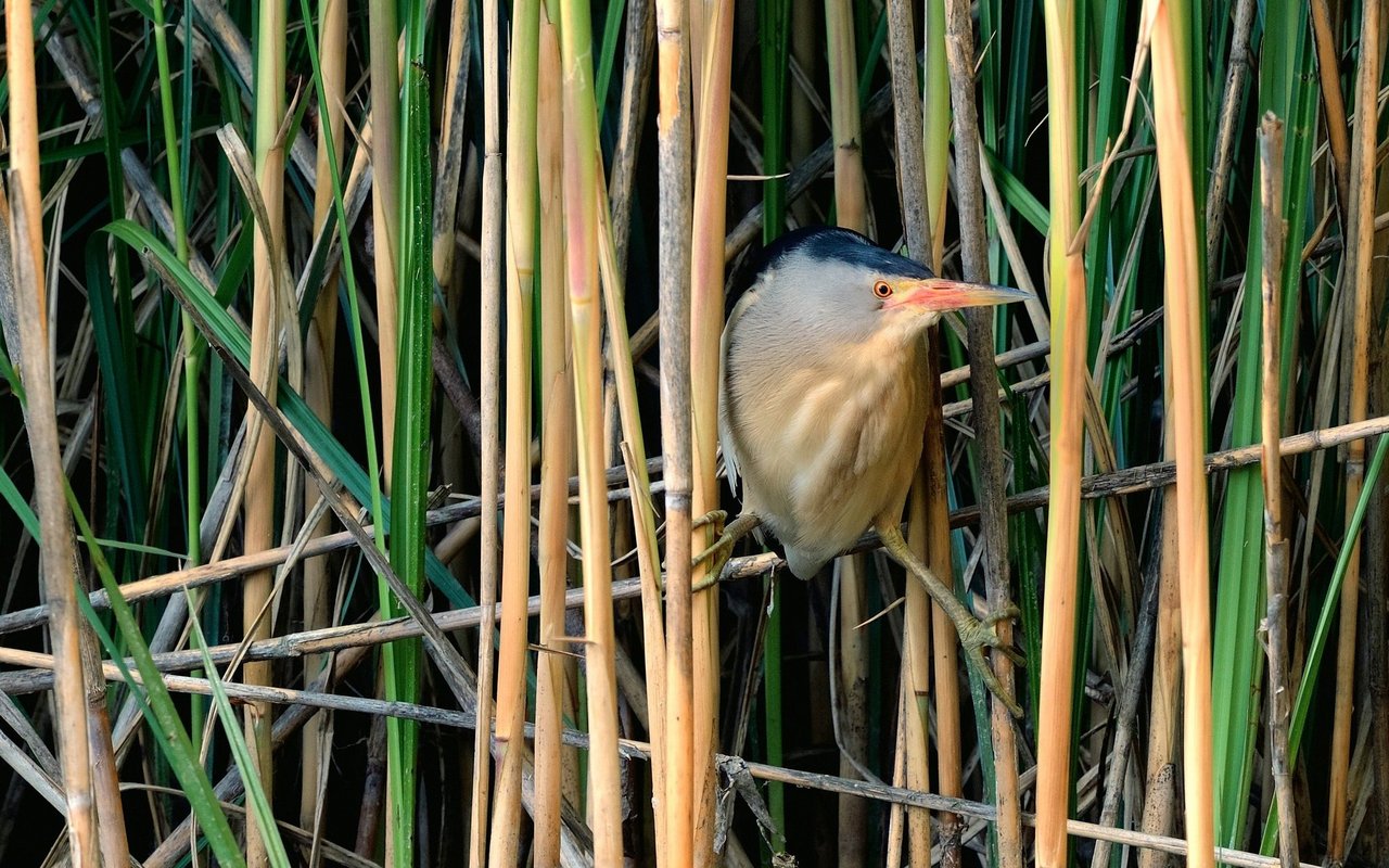 In Schilfgürteln leben seltene Tiere wie die Zwergdommel, die hier ihr Nest anlegt.