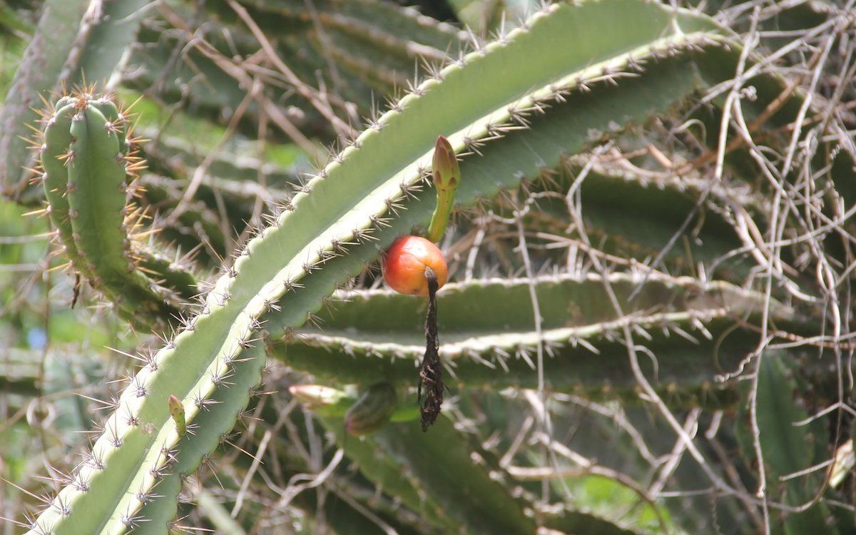 Frucht und Blüte eines Kaktus am Wildstandort in der Caatinga in Brasilien. 