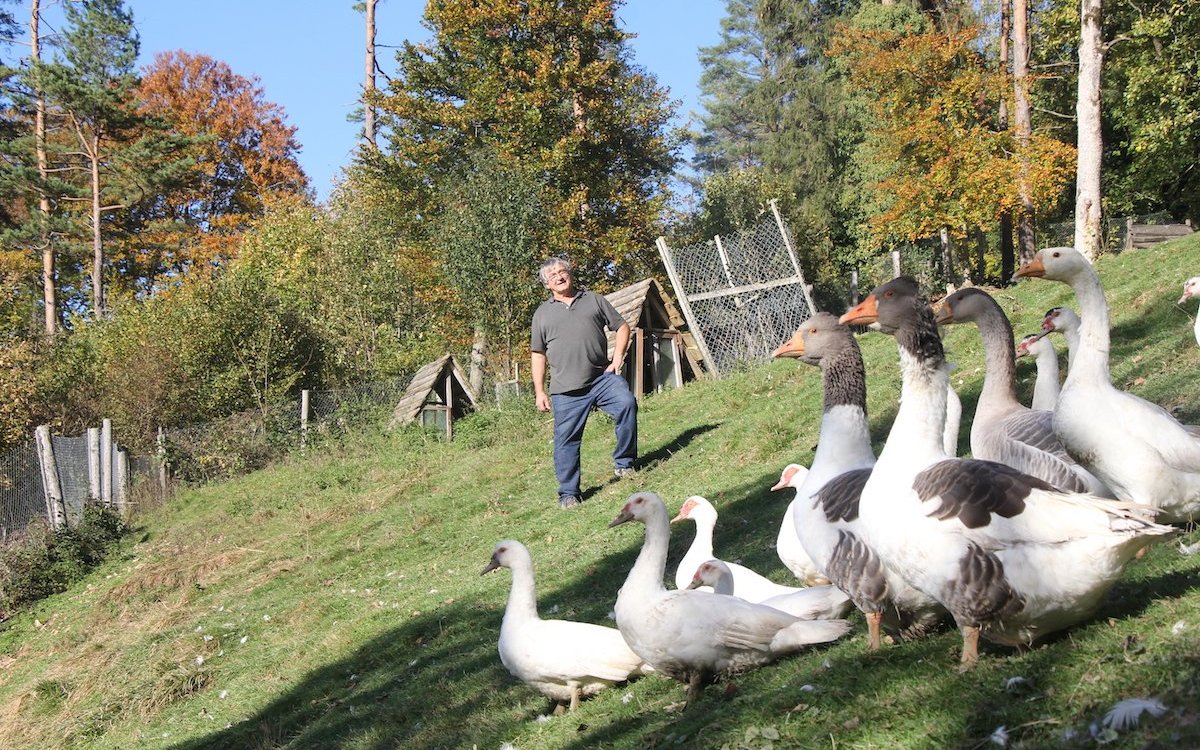 Richard Marquis freut sich an seinen Pommerngänsen und Moschusenten. 