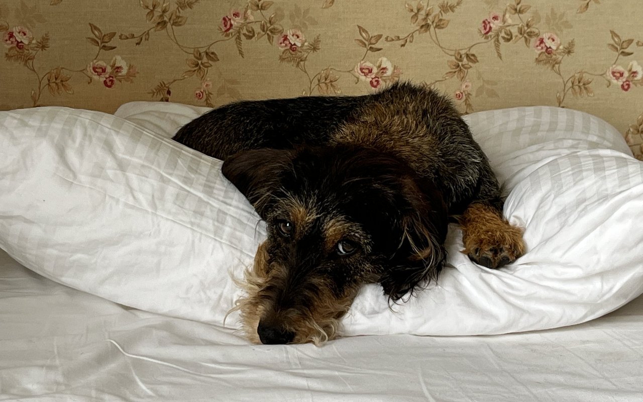 Schöne weisse Kissen auf dem Hotelbett - der ideale Platz um ein Nickerchen zu halten.