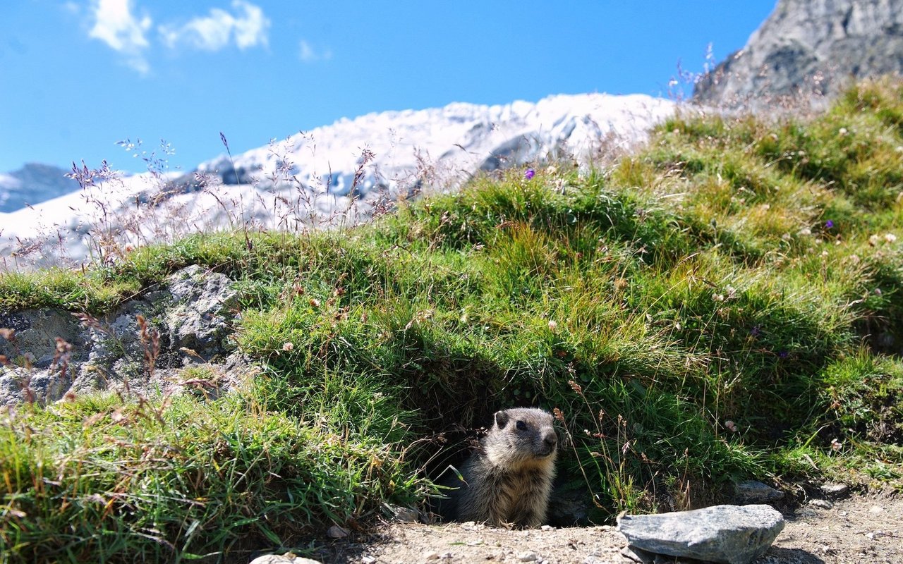 An stark frequentierten Wanderwegen, wie beispielsweise in Saas-Fee, werden die Nager entsprechend zahm.