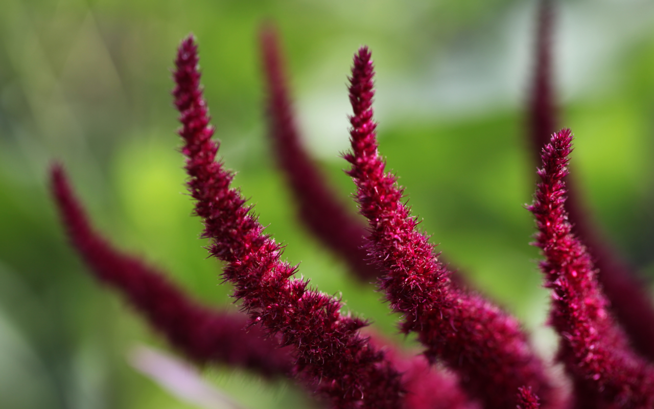 Als Gartenzierpflanze bereits bekannt, als vielseitiges Lebensmittel nun auch bei uns im Trend: Amarant.