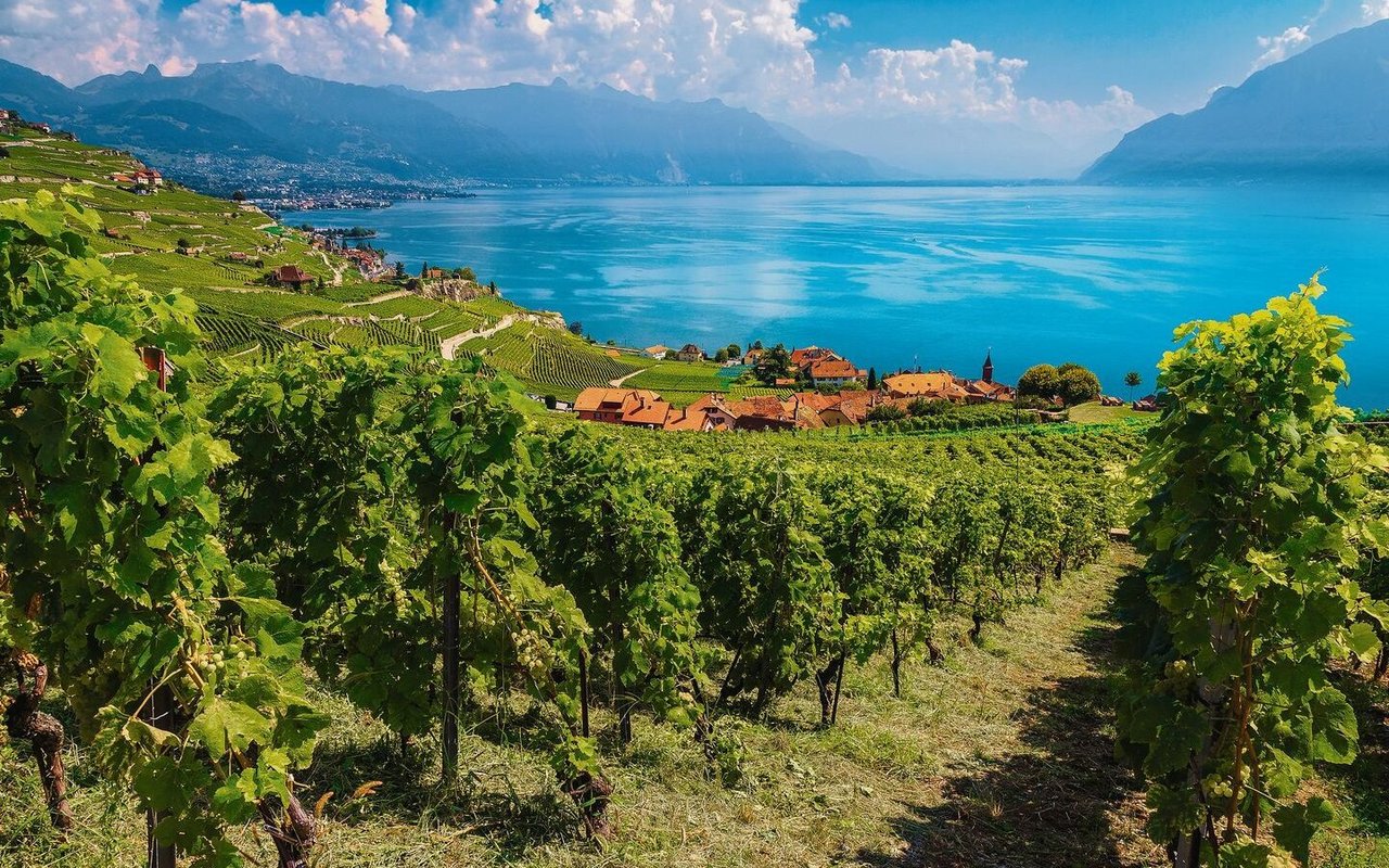 Es ist vor allem der Anbau des Weines, der in puncto Nachhaltigkeit die entscheidende Rolle spielt.