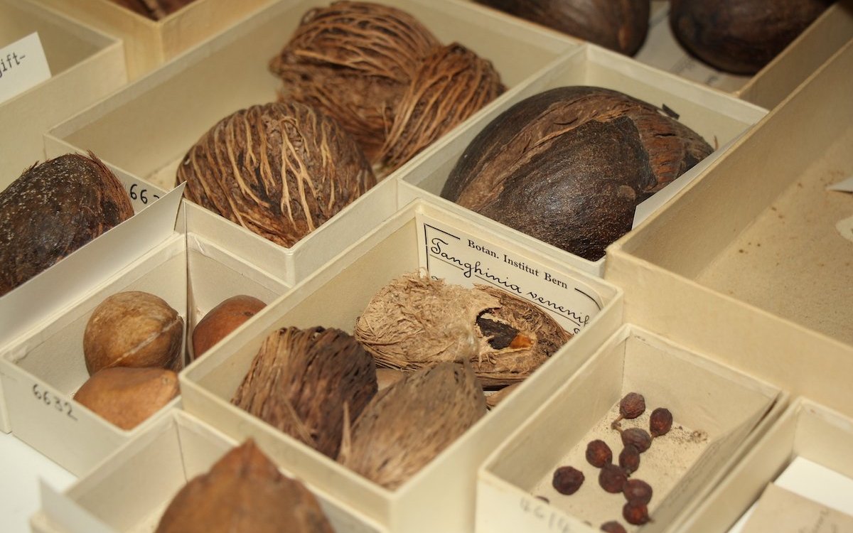 Verholzte Belege im Herbarium des Botanischen Gartens Bern.