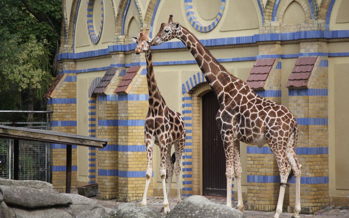 Berliner Zoo.