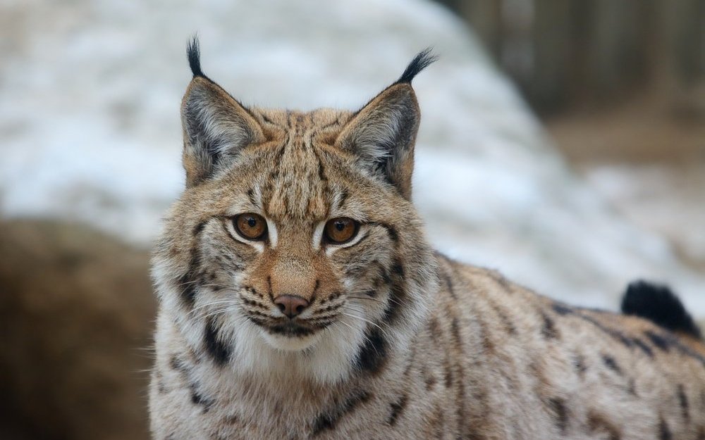 Wer heimische Wildtiere beobachten und mehr über ihre Lebensweise erfahren möchte, findet in einem Wildpark die perfekte Gelegenheit dazu.