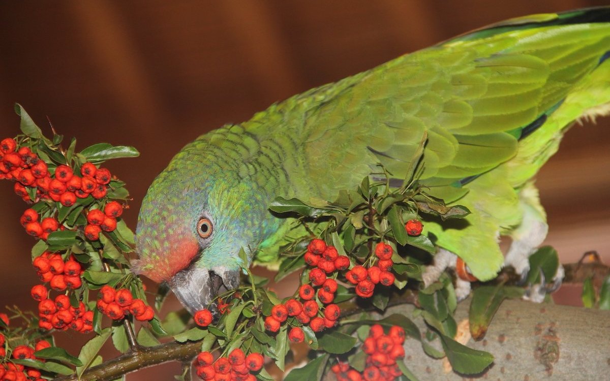 Eine Bodinusamazone macht sich im begehbaren Freiflug über Vogelbeeren her. 