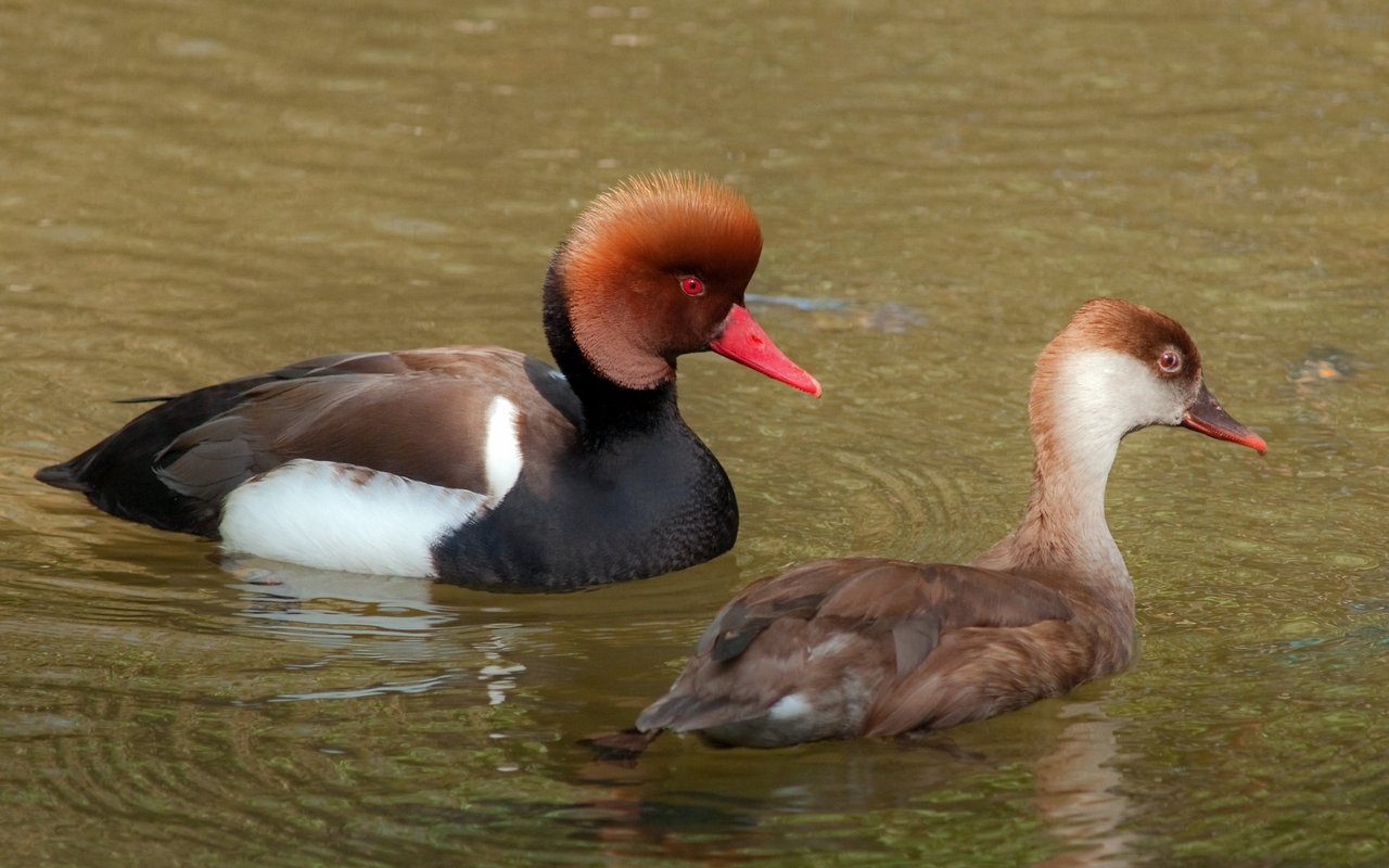 Die Männchen sind bei den Enten oft äusserlich auffälliger. 