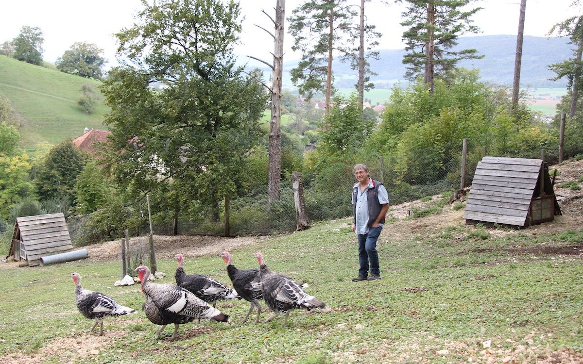 Richard Marquis in seinem Tierpark mit einer Gruppe von Cröllwitzer Puten. 