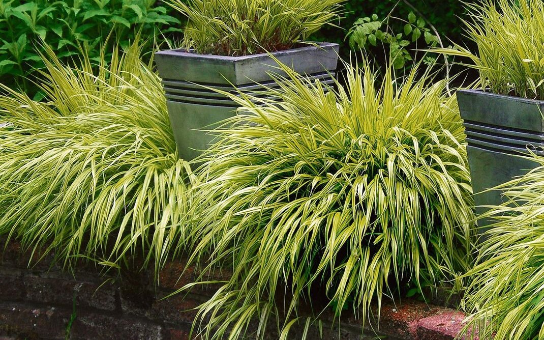 Gräser, wie das Japan-Berggras, wirken dekorativ auf dem Balkon oder im Garten.