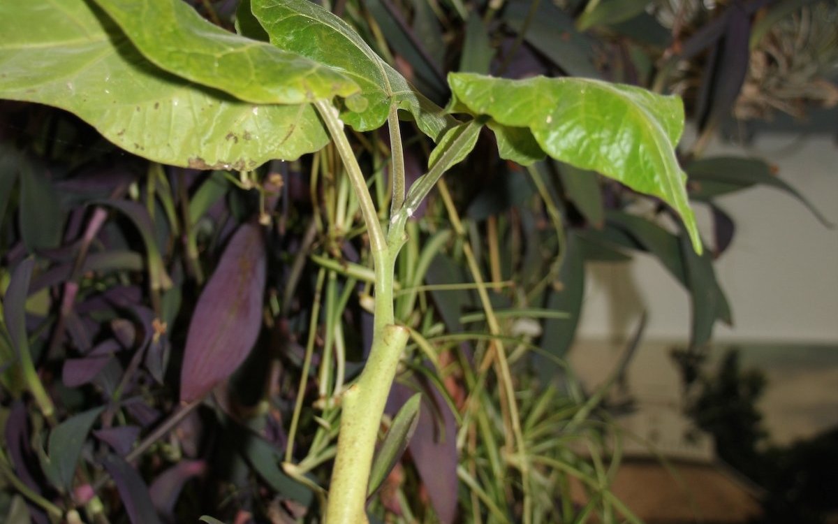 Dieser kleine Trieb der Tamarillo hat sich bereits im Winter gebildet, nachdem die Pflanze im Herbst zurückgeschnitten wurde. 