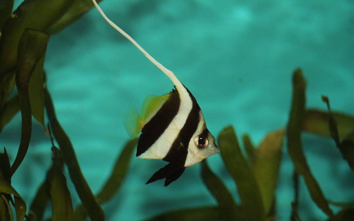 Der Wimpelfisch schwimmt in tropischen Korallenriffen im Indopazifik und im Roten Meer. 