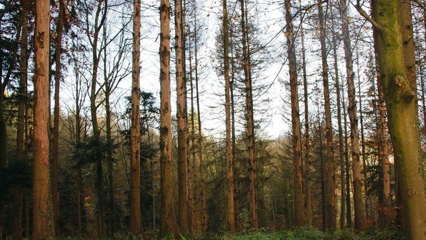 Hier wurde vor 80 Jahren mit Rottannen aufgeforstet, die jetzt alle durch den Borkenkäfer befallen und abgestorben sind.