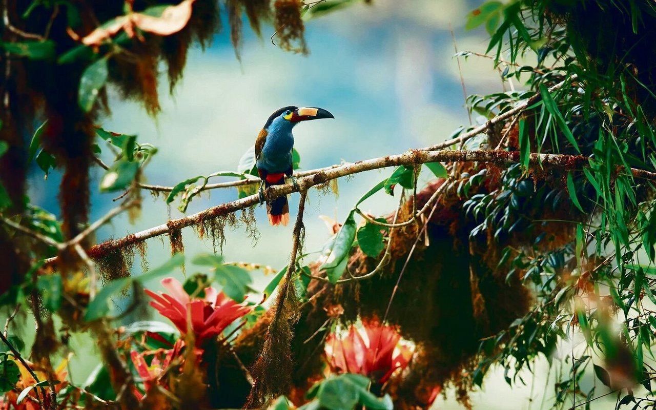 Der Leistenschnabeltukan ist ein typischer Bewohner von Nebelwäldern in Westkolumbien und Ecuador. 