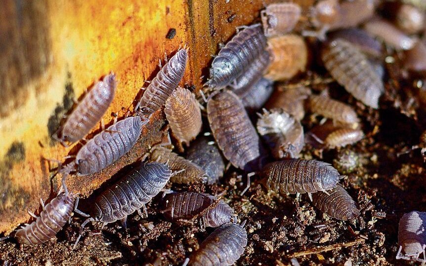 Kellerasseln verarbeiten morsches Holz und Pflanzenteile zu Humus.