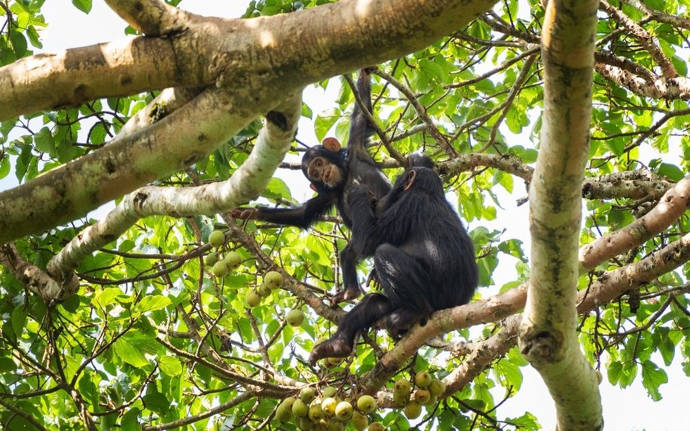 Das Jane Goodall Institut Schweiz setzt sich für Schimpansen in ihren natürlichen Verbreitungsgebieten in Afrika ein.