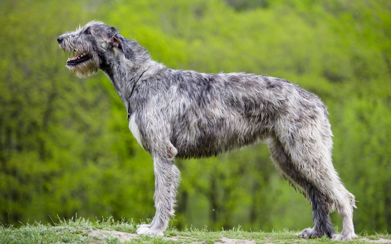 Der Irische Wolfshund ist ein riesiger, schlanker Hund mit einem dichten, rauem Fell.