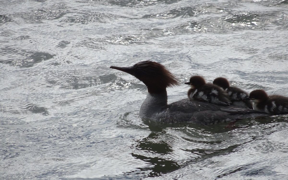 Einige junge Gänsesäger lassen sich auf dem Rücken der Mutter durch den See führen.