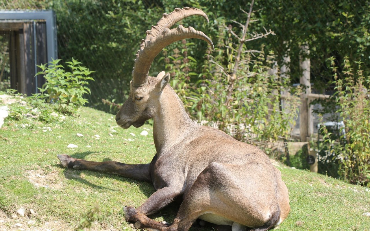 Der Steinbock teilt seine Anlage mit dem Bartgeier. 