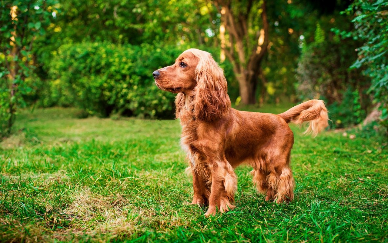 Der English Cocker Spaniel hat ein mittellanges, seidiges Fell und charakteristisch lange Schlappohren. 