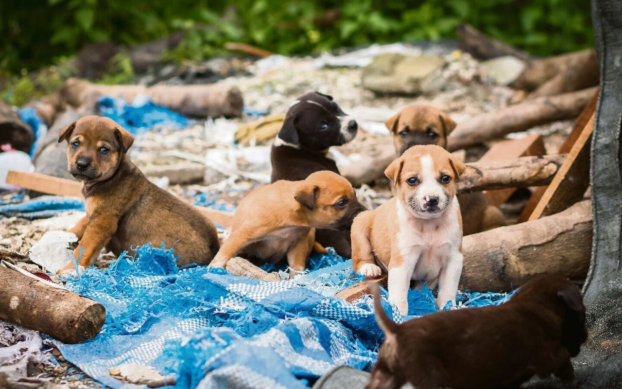 Michel Scholler warnt vor der Annahme, dass Welpen einfacher sind als ausgewachsene Hunde.