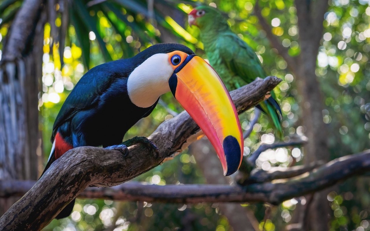 Grösse Vögel, wie der Riesentukan sind wichtig für die Regeneration der Regenwälder.
