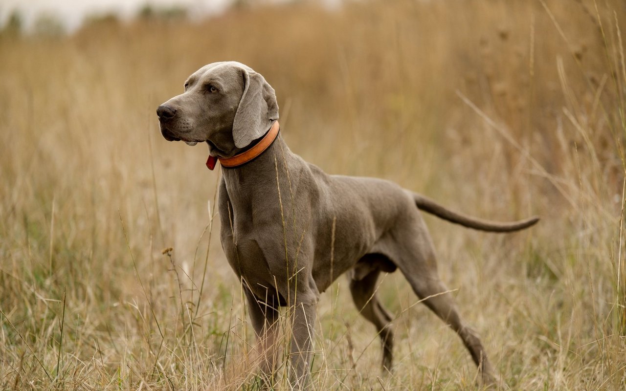 Der Weimaraner besitzt ein silbergraues Fell, hängende Ohren und bernsteinfarbene Augen.