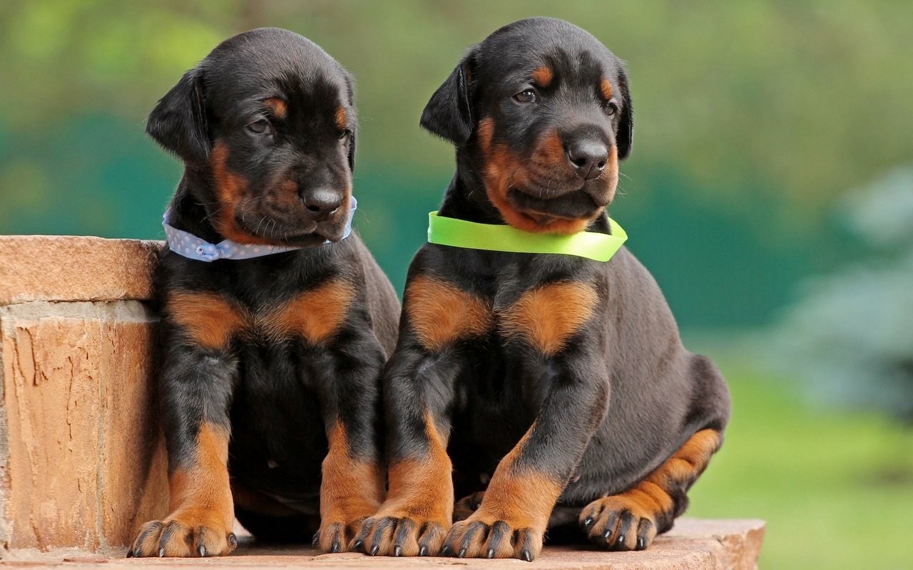 Wie aggressiv ein Hund ist, hat tatsächlich mit seiner Genetik zu tun. Aber nicht nur.