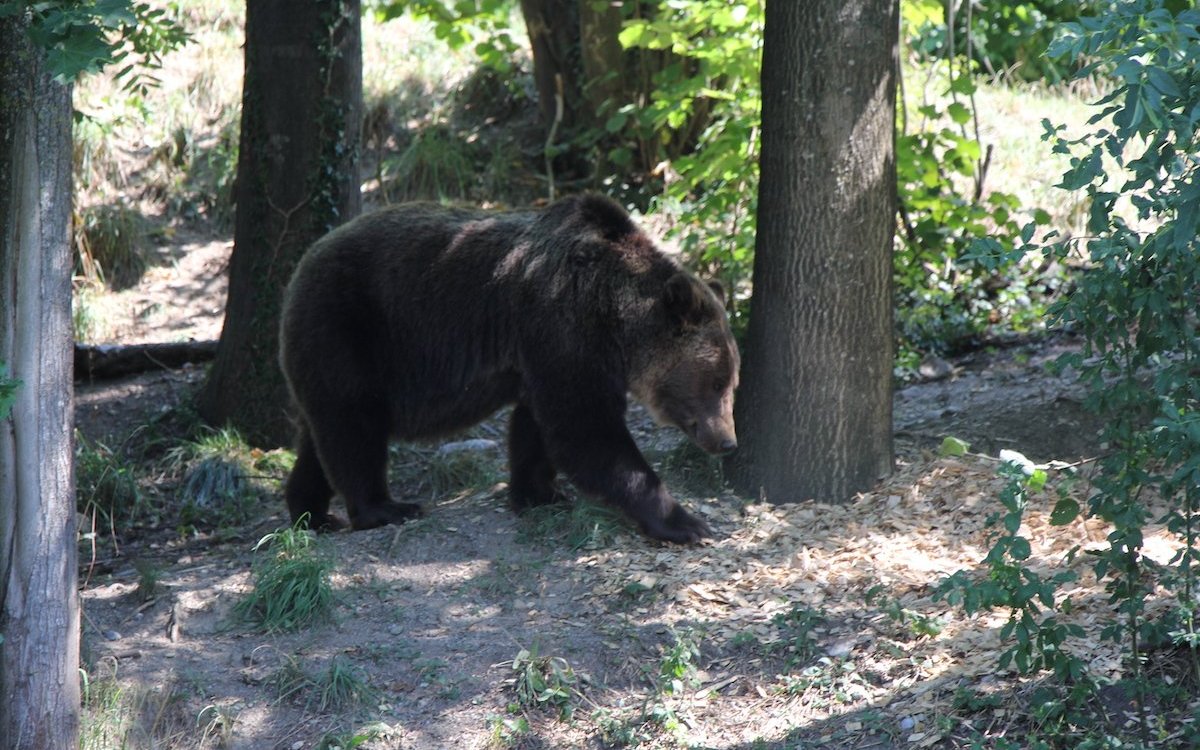Auch der Bärenpark in Bern gehört zu den frei zugänglichen Wildgehegen.