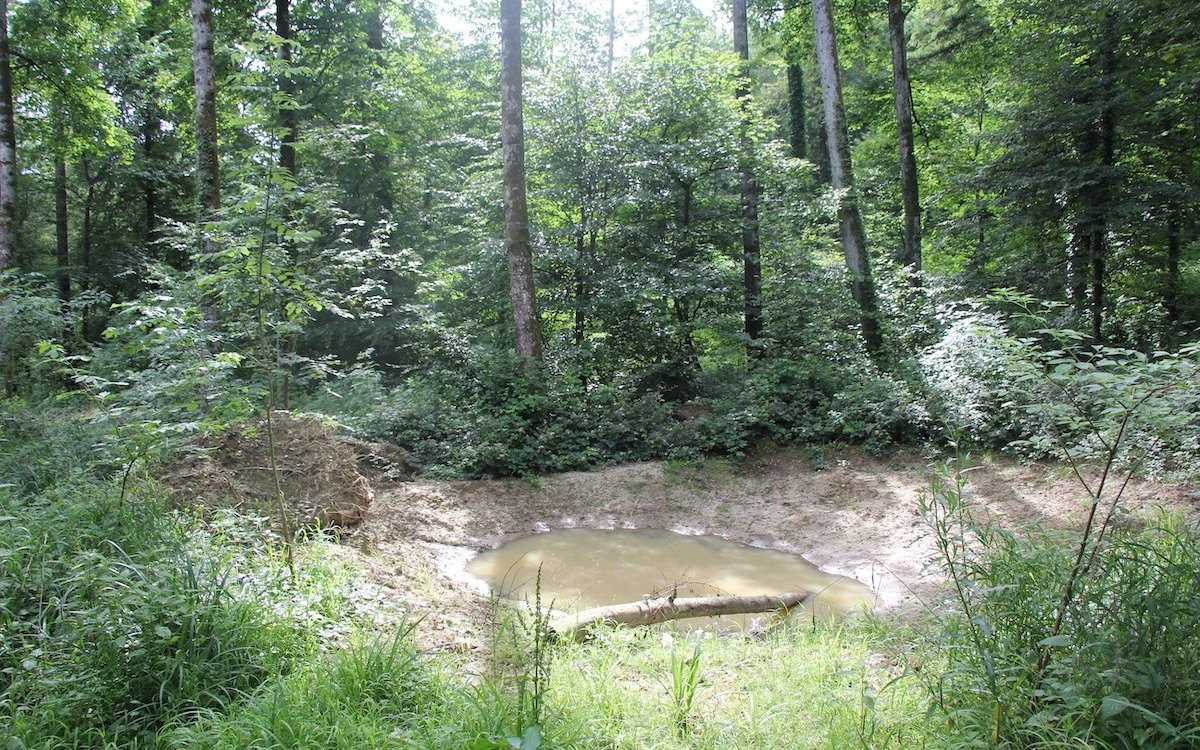 Typischer Lebensraum der Gelbbauchunke: Kleiner Weiher an lichter Stelle im Wald. 