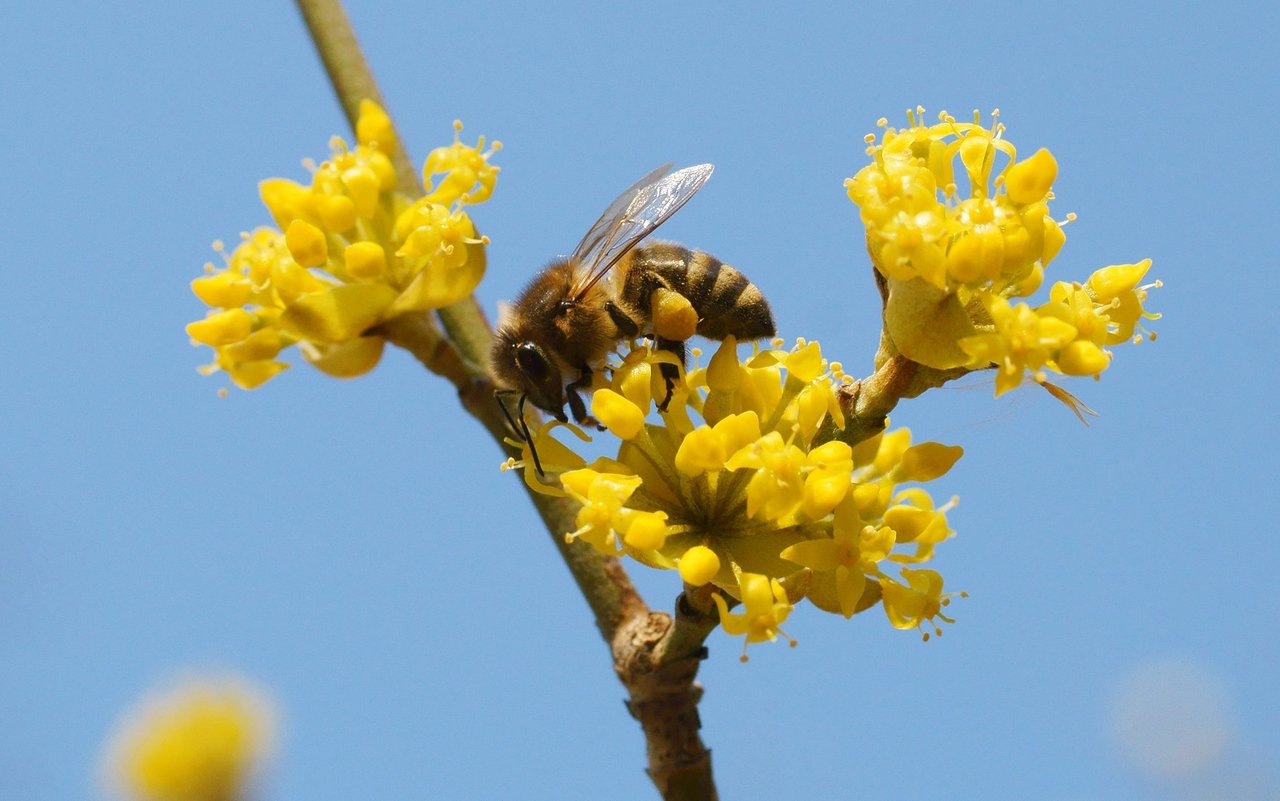 Kornelkirsche (Cornus mas)