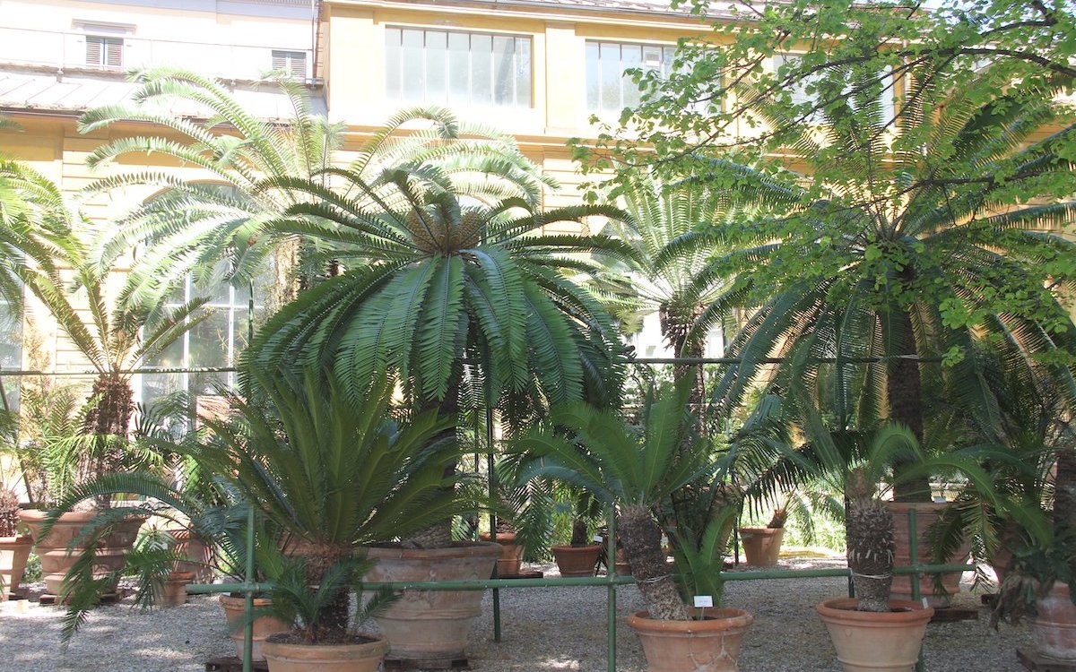 Palmfarne der Gattung Cycas und Brotpalmfarne der Gattung Encephalartos als Kübelpflanzen im Botanischen Garten Giardino dei Semplici in Florenz. 