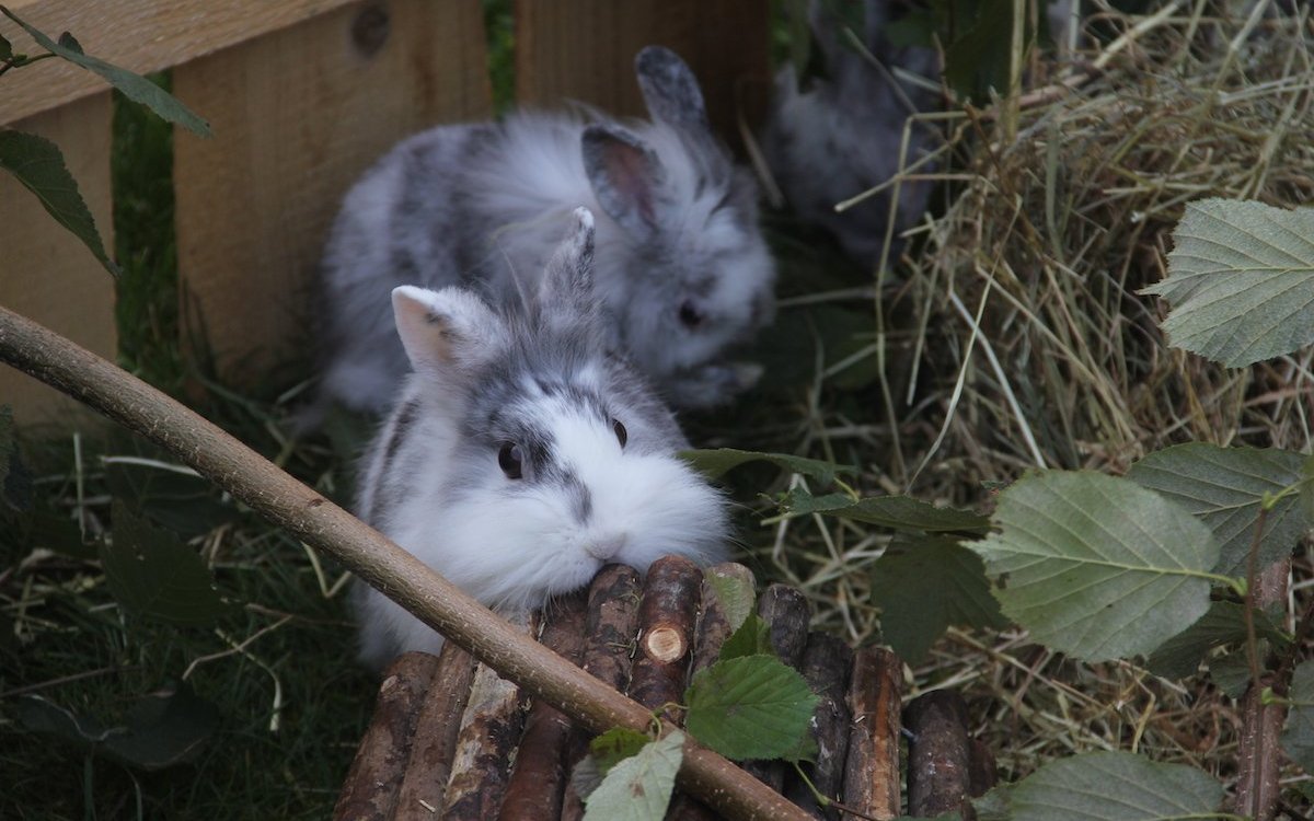 Kaninchen nagen gerne Rinde von frischen Ästen und naschen am Laub. 