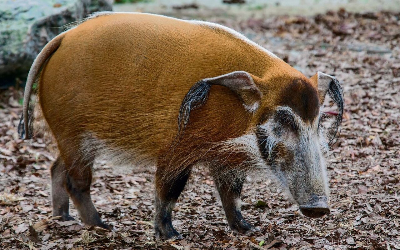 Pinselohrschwein.