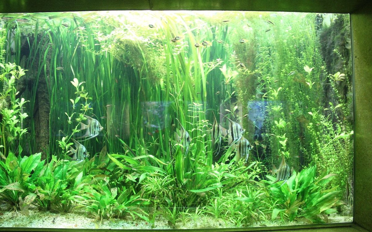 Dieses Süsswasseraquarium mit Altum-Skalaren, Schmetterlingsbuntbarschen und Salmlerarten weist einen idealen Wasserpflanzenwuchs auf.