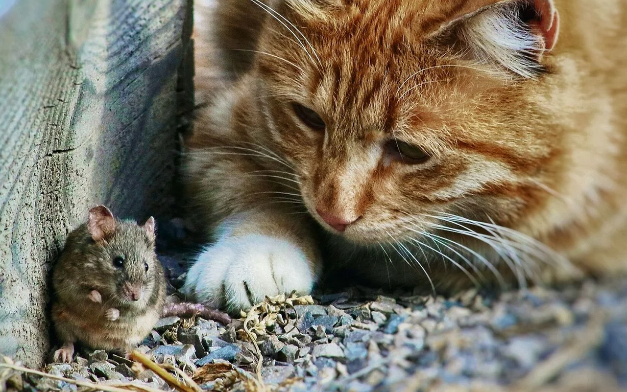 Eine Katze im Haus hilft effizient gegen Mäuse. 